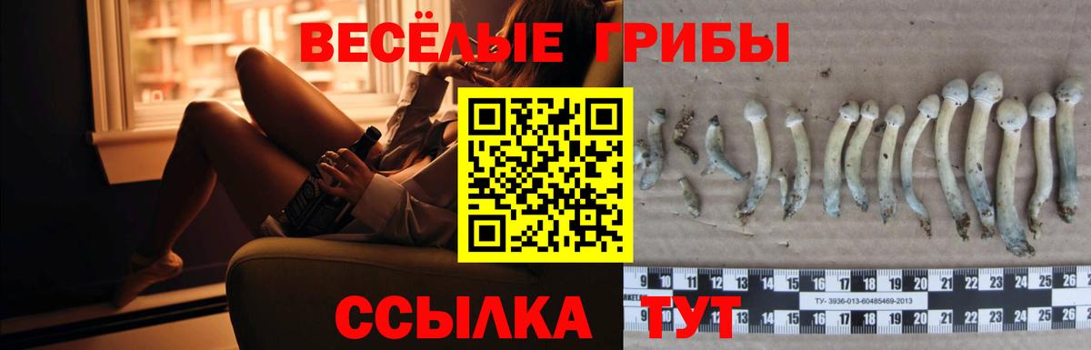 Торжок  Псилоцибиновые грибы Psilocybe  Псилоцибиновые грибы MAGIC MUSHROOMS  Вход с VPN 